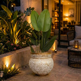Decorative Indoor Plant With Ornate Fiber Planter