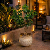 Decorative Indoor Plant With Ornate Fiber Planter