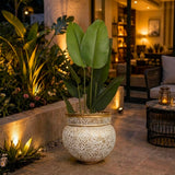 Decorative Indoor Plant With Ornate Fiber Planter